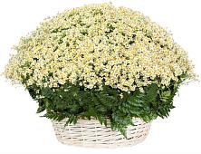 Цветочная композиция из Ромашки в корзине #REPLACE_PRED# Пригородном Курской области